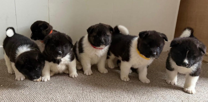 Chunky Akita puppies
