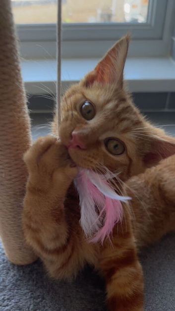 Ginger kitten!
