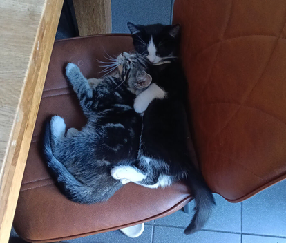 Beautiful kittens