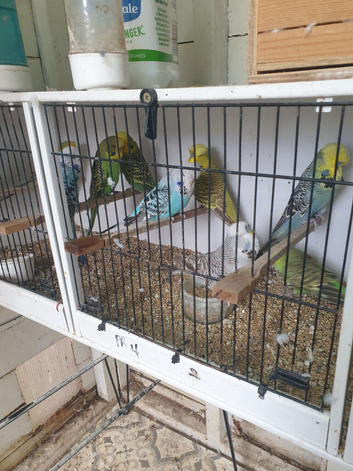 Budgies