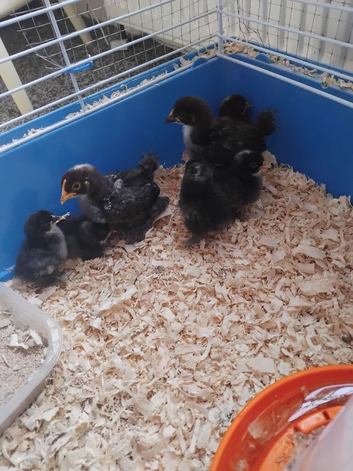 Pekin chicks