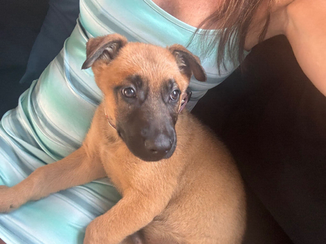 9 weeks old puppy