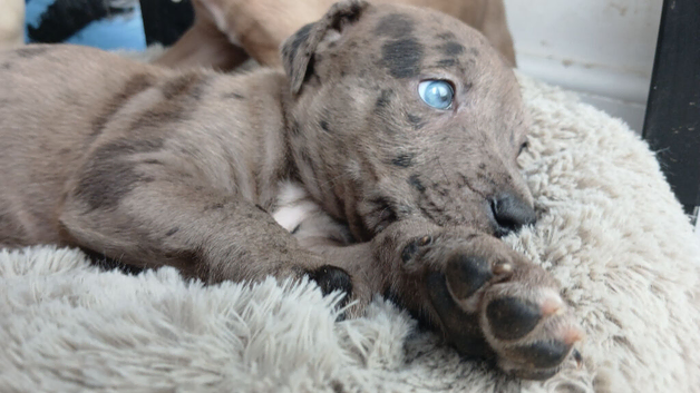 Looking for forever home