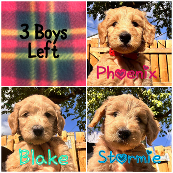Medium Australian Labradoodle Puppies