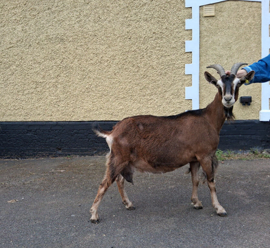 Registered English Doe for Sale
