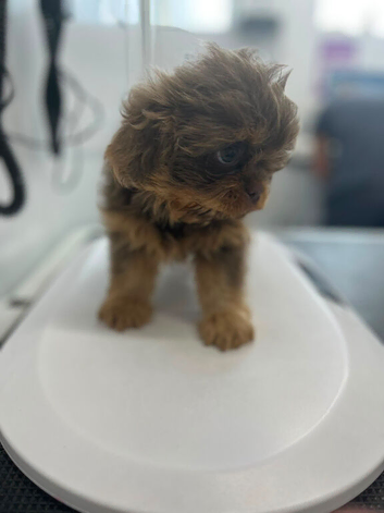 Beautiful Shih Tzu babies