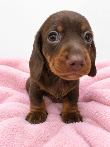 Miniature dachshund puppies
