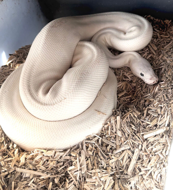 7 Healthy friendly Royal Ball Pythons