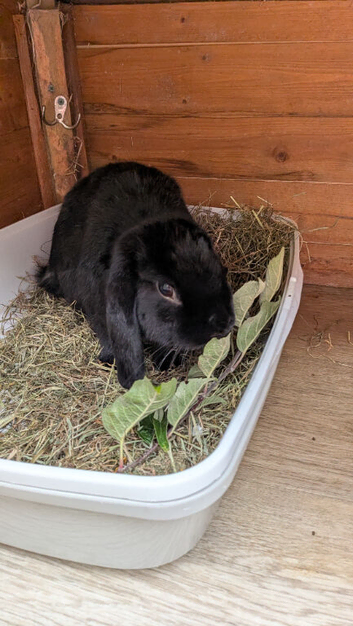 2 male rabbits in need of new homes
