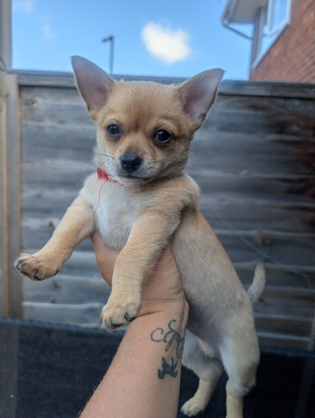 Chihuahua puppy seeking forever home