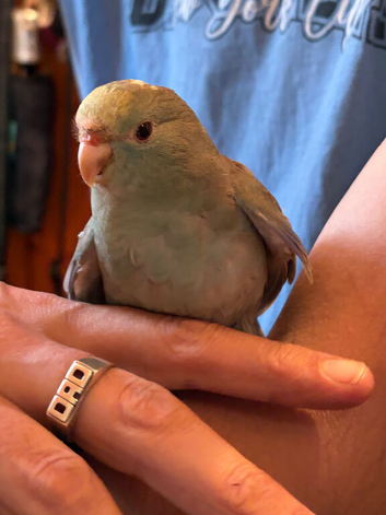 Hand reared & co-parented baby kakariki