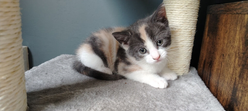 Beautiful Tortoise kittens
