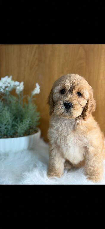 Ready now males and females available