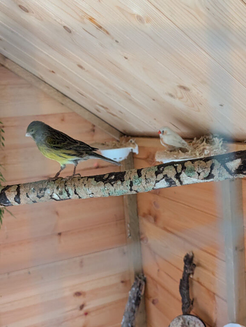 Canaries