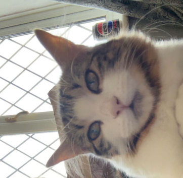 Gorgeous female kitten