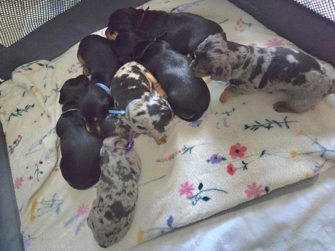 4 stunning sausages