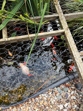 Mixed selection of fish