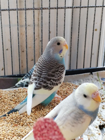 Beautiful baby budgies