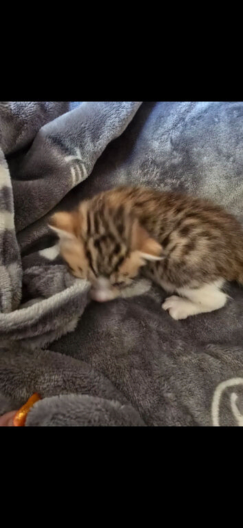 Beautiful kittens