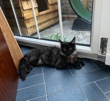 TICA registered Active female Maine coon kitten