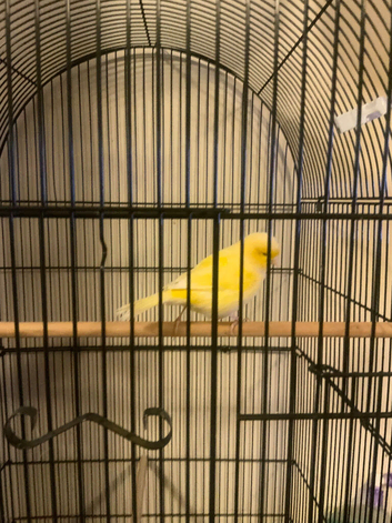 Canary and Large Cage