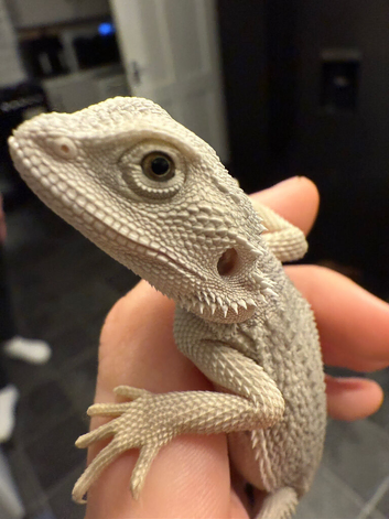 100% hypo zero female