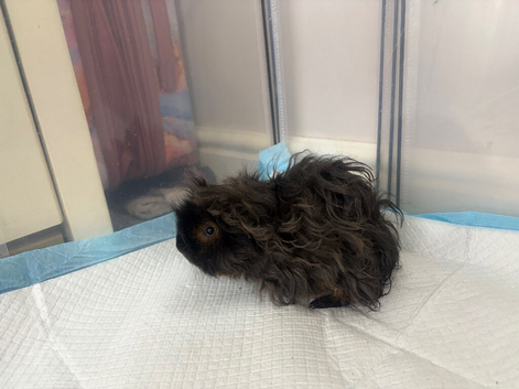 2 baby boy lunkarya guinea pigs
