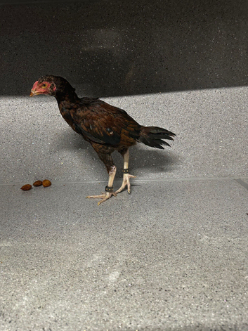Pakistani aseel