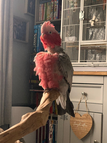 Galah cockatoo