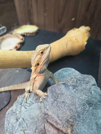 Bearded dragon