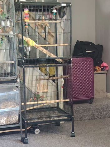 2 stunning hand reared baby lovebirds and cage