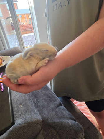 French lop rabbits