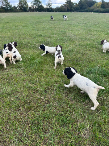 Ess puppies