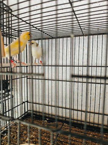 Canary pair