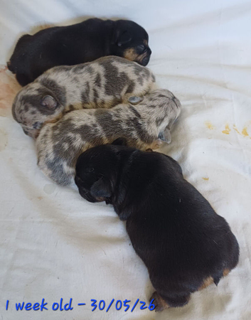 French Bulldog Puppies