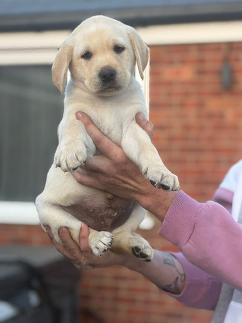 Labrador puppies