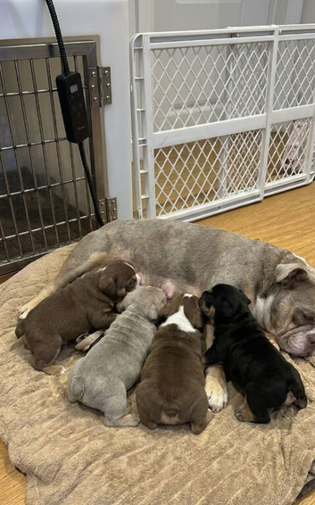 English Bulldog Ready For a loving home