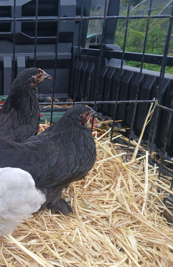 Pekin bantam pullets