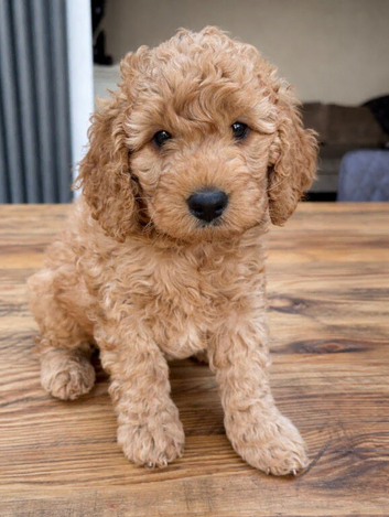 Curly Cockapoo boy ready for forever home