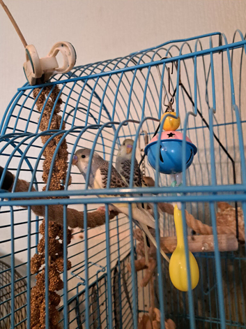 Baby budgies
