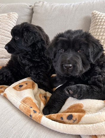 BLUE LONG-HAIRED SHAR PEI X BERNESE MOUNTAIN DOG PUPPIES