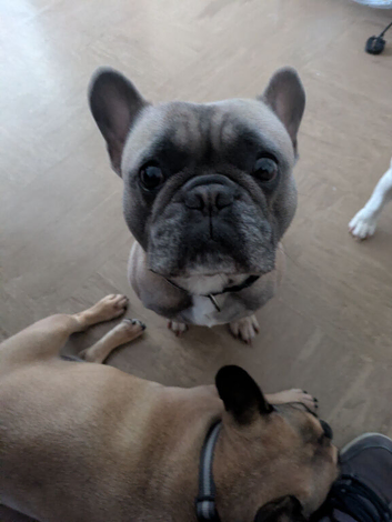 French bulldog for stud