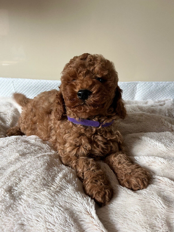 Stunning Cavapoochon puppies