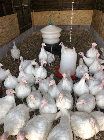 White roly poly turkeys A/H