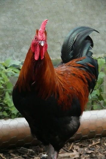 French Copper Black Maran Hens for sale