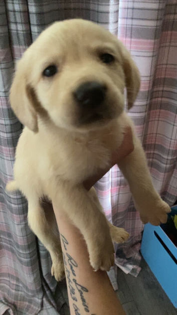 Labradors