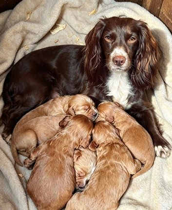 Cocker spaniel pups