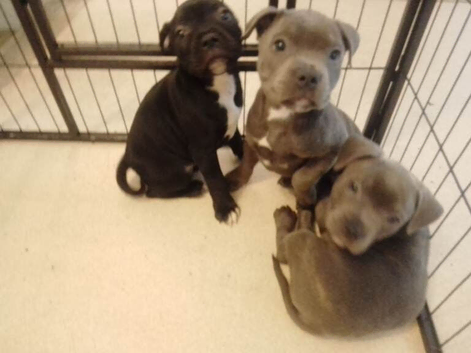 KC blue Staffordshire Bull Terrier Puppies
