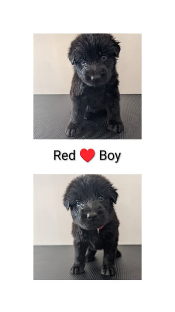 Stunning German shepherd cross puppies