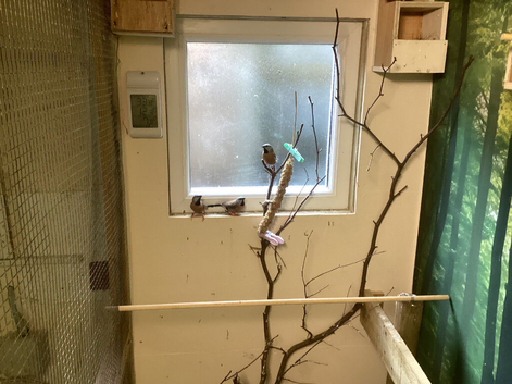 Heck's and Parsons finches for sale